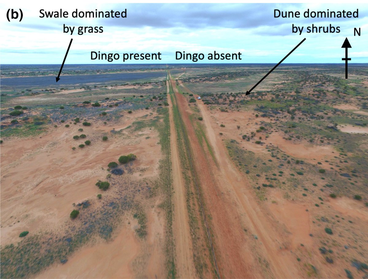 #AustralEcology (@australecology) on Twitter photo Termites drive plant decomposition in Australian arid lands, with their influence varying across landscapes. Higher wood availability increases termite activity and their contribution to decomposition. @BapsWijas #AustralEcology <a href="/EcolSocAus/">Ecological Society of Australia</a> <a href="/WileyEcolEvol/">Wiley Ecology & Evolution</a> bit.ly/45RFqsl Termites drive plant decomposition in Australian arid lands, with their influence varying across landscapes. Higher wood availability increases termite activity and their contribution to decomposition. @BapsWijas #AustralEcology <a href="/EcolSocAus/">Ecological Society of Australia</a> <a href="/WileyEcolEvol/">Wiley Ecology & Evolution</a> bit.ly/45RFqsl