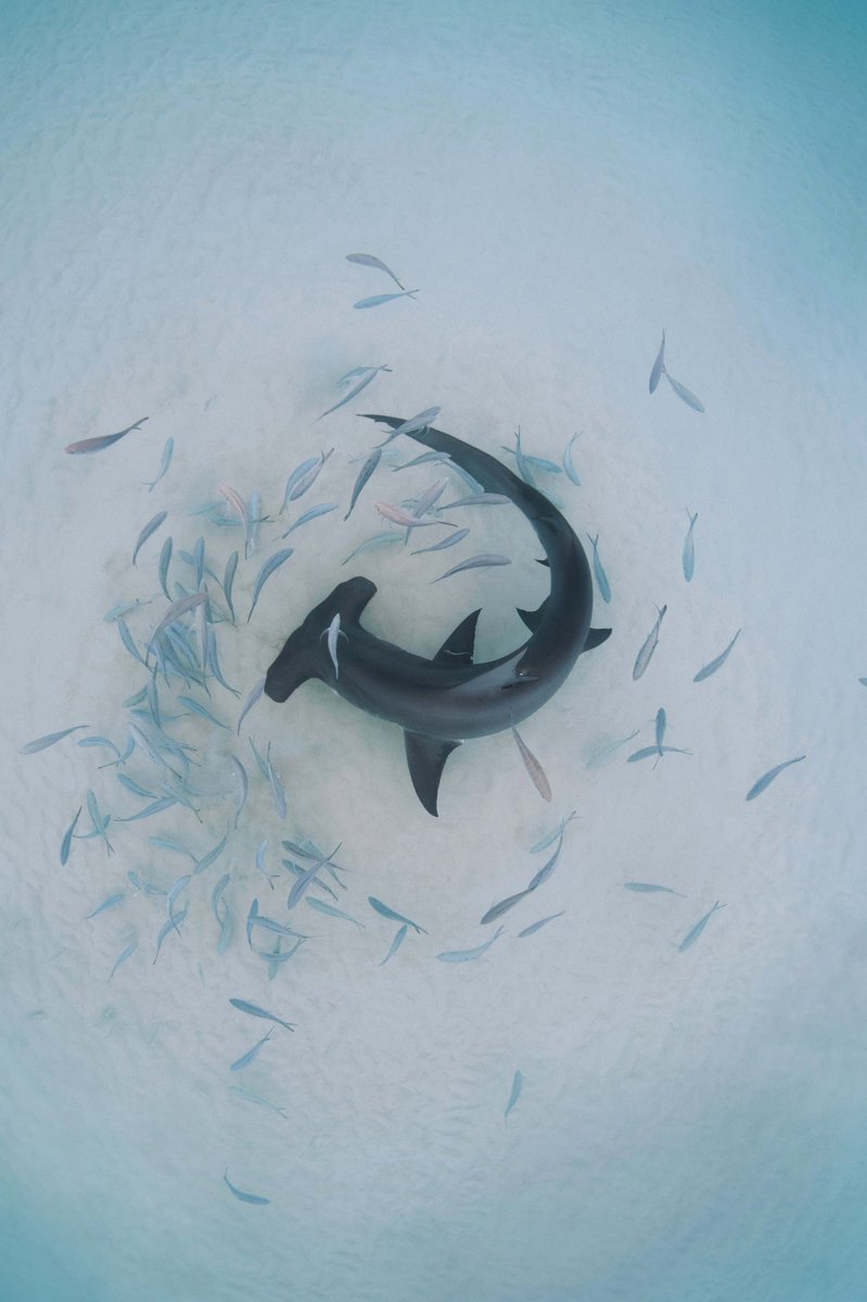 Annie Guttridge (@annieguttridge) on Twitter photo As alwayssssssss and in tradition, it’s not <a href="/SharkWeek/">Shark Week</a> until I post this pic 😁 Happy #sharkweek shark lovers 🦈 As alwayssssssss and in tradition, it’s not <a href="/SharkWeek/">Shark Week</a> until I post this pic 😁 Happy #sharkweek shark lovers 🦈