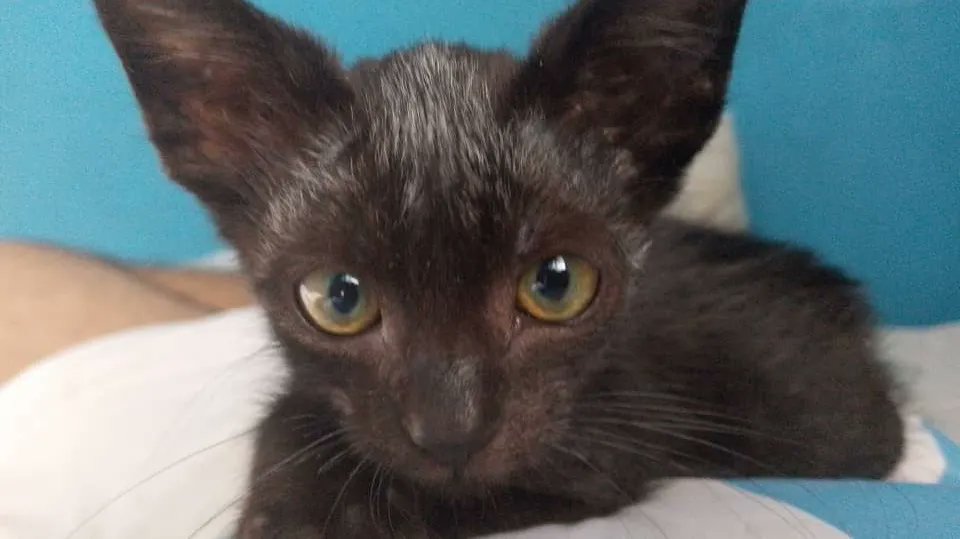 gacusb's tweet photo. BRUCE debe ir al VETERINARIO

Entre gastos de comida/arena no hemos podido llevar a Cora, Bruce y Marilyn a sus chequeos 😟

Y ahora DEBEMOS 27$ 🥹Necesitamos de su ayuda para pagar su consulta (45$)

También puedes ayudar siendo su traslado desde El cafetal hasta Las acacias 🚗 https://t.co/4MK088YkTz