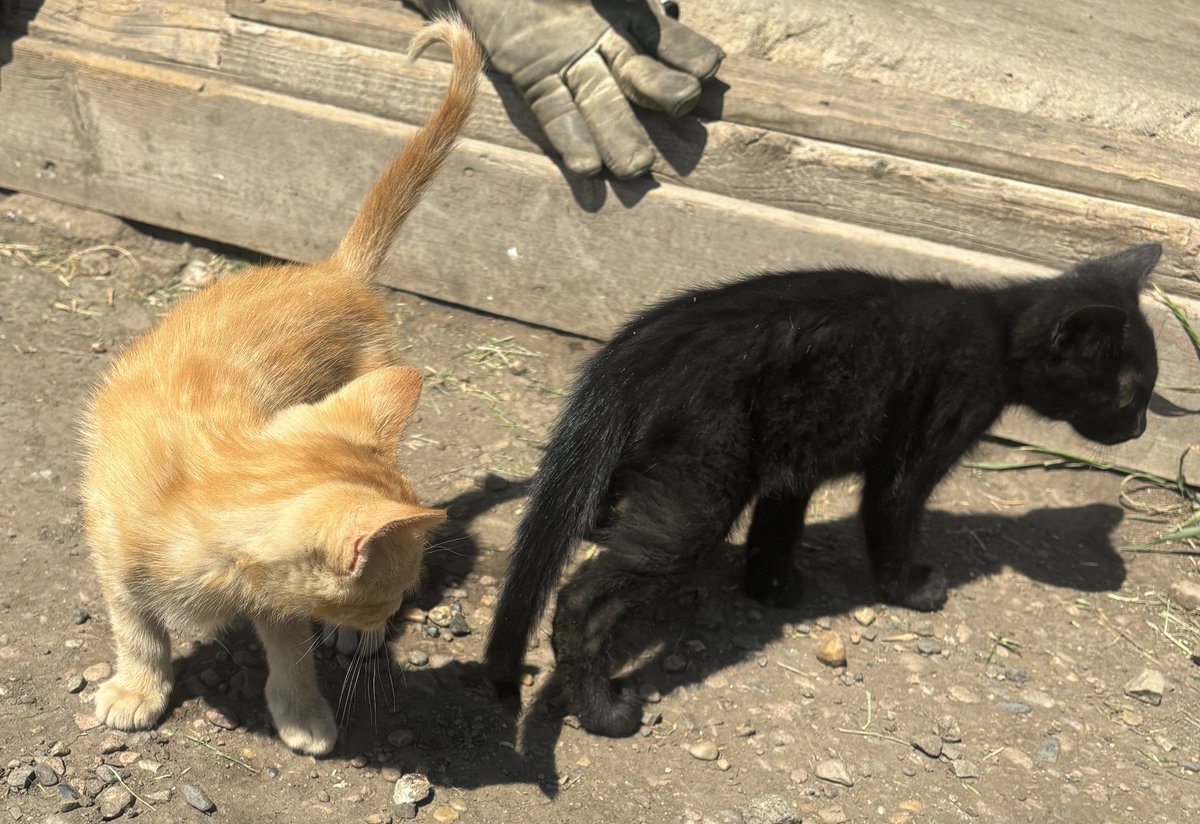 WheatGeerJJ's tweet photo. These 2 guys looking for a new home!
#almostmarketedthewholecrop #kittentime https://t.co/WxCXsS0rIZ