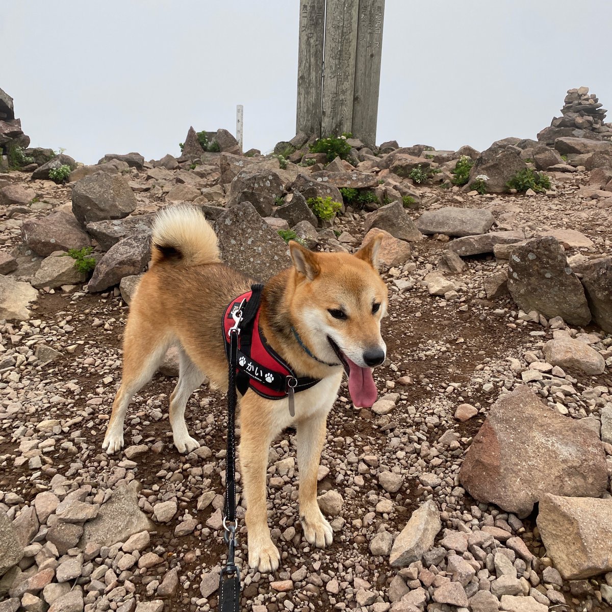 ShibainuKAIkun's tweet photo. 久しぶりに山を走りました🐕💨
強風と霧で山頂は一人と一匹です😆🌬️

#柴犬  #動物好き #かわいい #犬のいる暮らし #山 #トレラン #狗 #shibainu #dog #cute #doglovers #mountain #trail #running https://t.co/pPIOTnxF5A