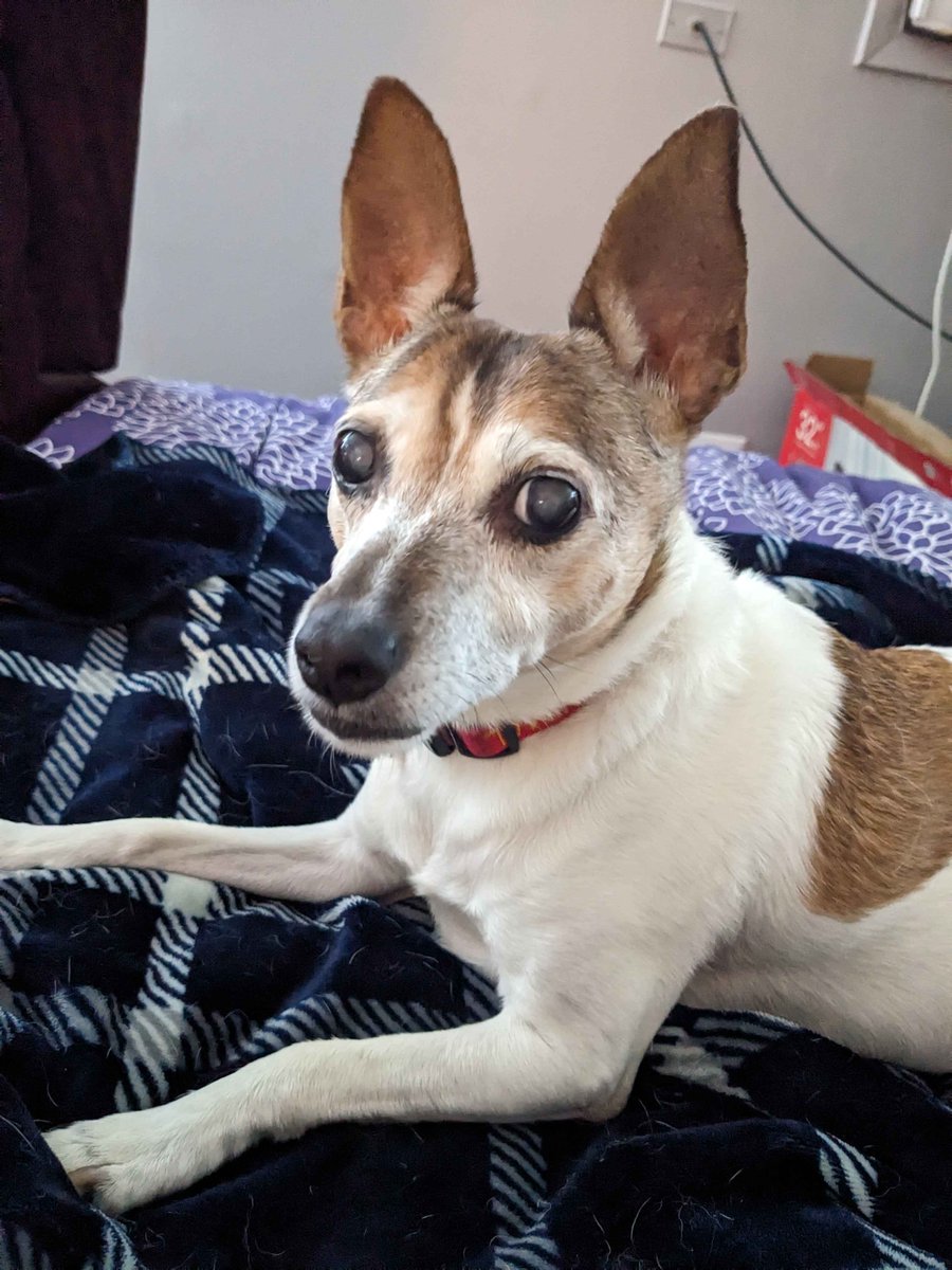 Melodic_Mane's tweet photo. Holly would've been 17 today, she was a good dog. I still miss her, I'm am proud of the life I gave her. https://t.co/nFOJT0aUnC