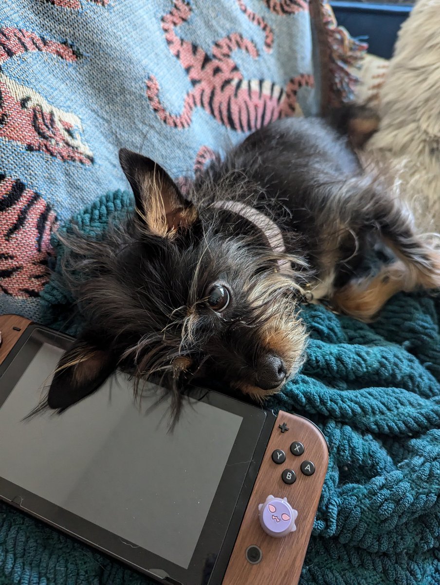 sublunaire's tweet photo. Giving me those puppy dog eyes https://t.co/Q53Cj0TDnH