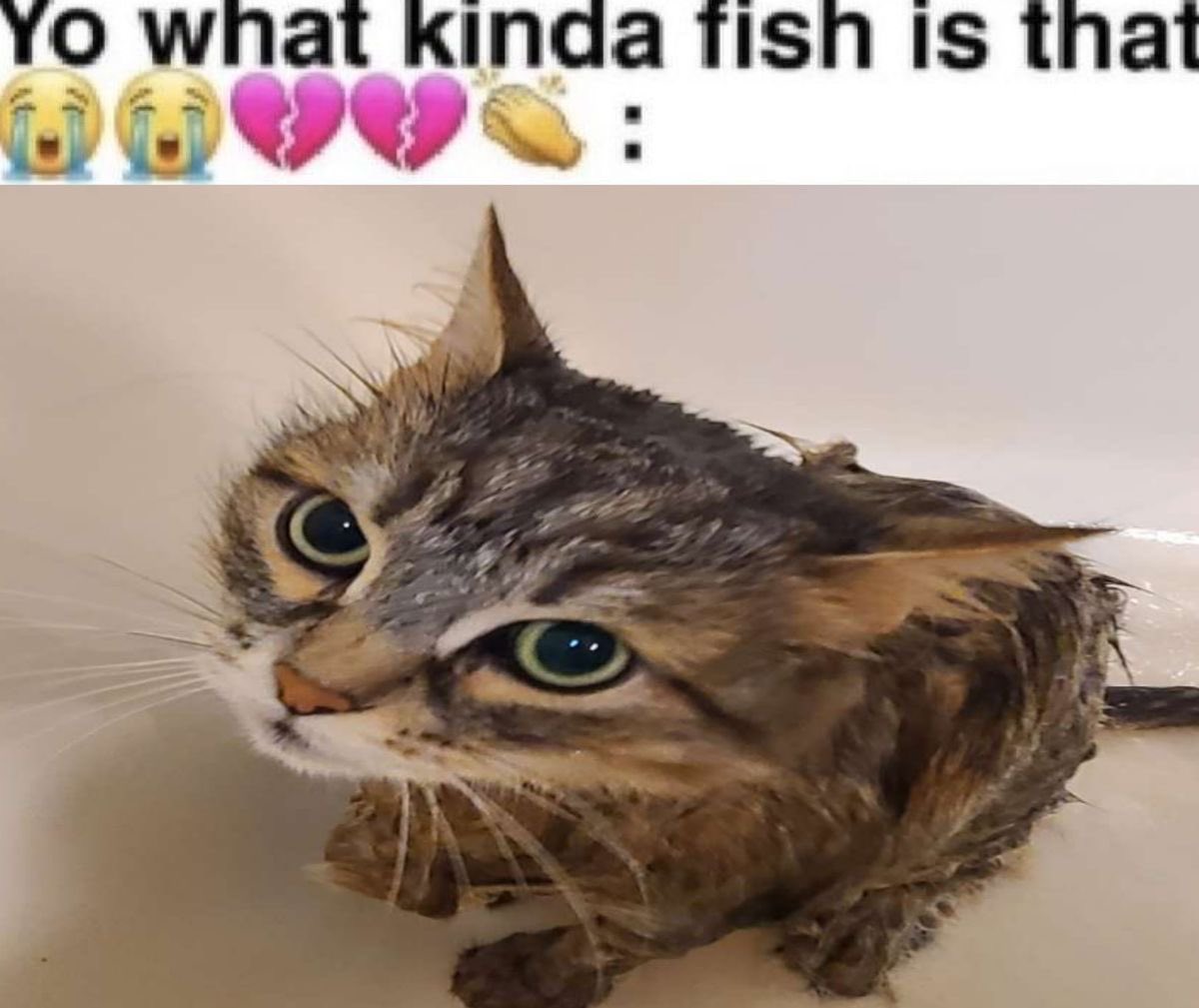 chaotic cats (@chaoticcatpics) on Twitter photo 