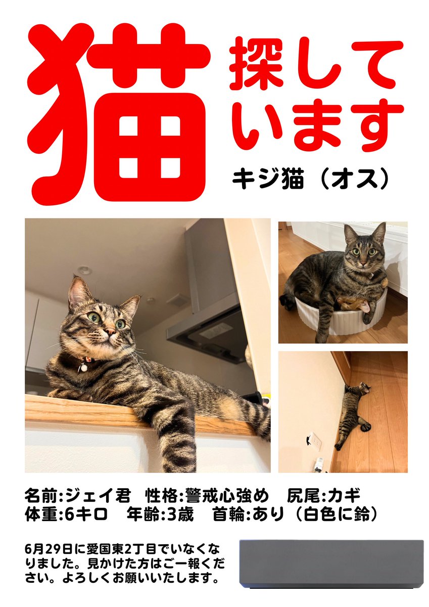 迷い猫ジェイくん tweet media