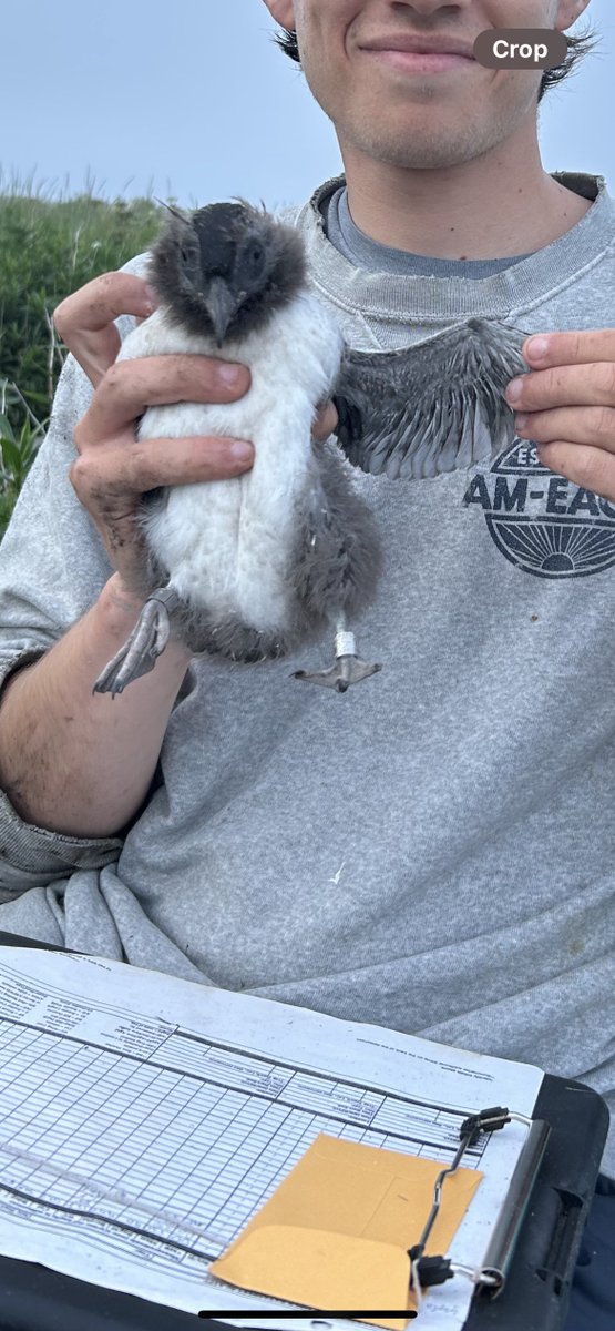 ALAR - Atlantic laboratory for Avian Research tweet media