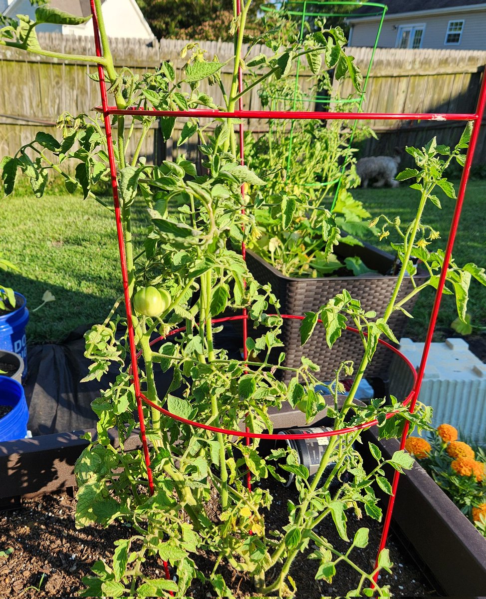 Gunslngr07's tweet photo. #backyardfarm https://t.co/Z4Dw7lg52q