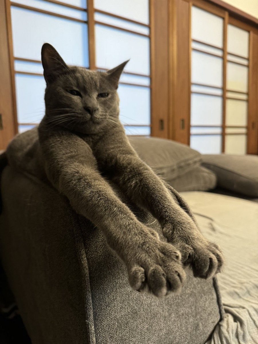 3rd__dr3's tweet photo. ネイル自慢？
#ねこ
#保護猫 https://t.co/wQurkiG83C