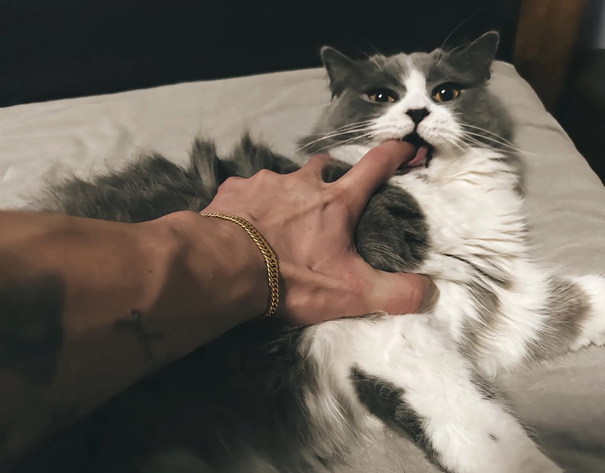 aeuiokztxr8's tweet image. #cutecat #musclemen #menpower #fatcat #americanshorthaircat #menandcats #lovelycat #armmuscle #boyfriendpower #musclemax #catathome #muscletime #packman
