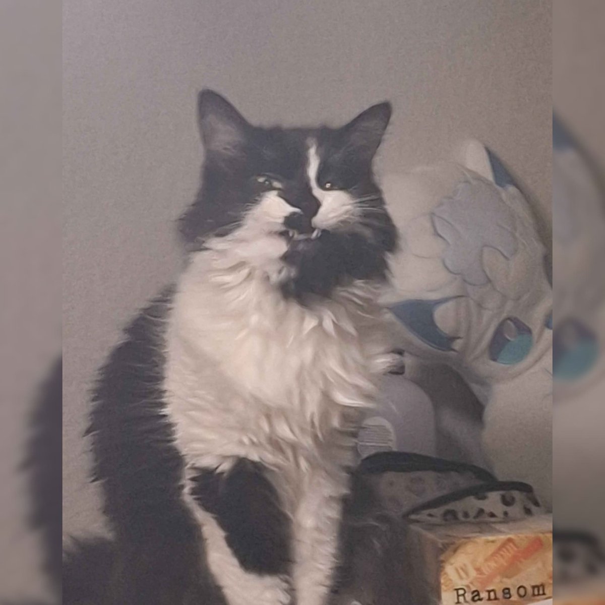 ClockworkJules's tweet photo. I caught Biscuits at the end of her yawn! Lol ! It's such a silly photo! https://t.co/XDrqgKweRU