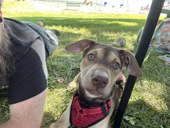 Kaiser &amp; i went on a little lake vacation this weekend https://t.co/z8t0MSqotQ<a href="/tag/streaming"class="tags"><span>#streaming</span></a><a href="/tag/twitch"class="tags"><span>#twitch</span></a><a href="/tag/bioshock"class="tags"><span>#bioshock</span></a><a href="/tag/littlesisters"class="tags"><span>#littlesisters</span></a><a href="/tag/ttv"class="tags"><span>#ttv</span></a>