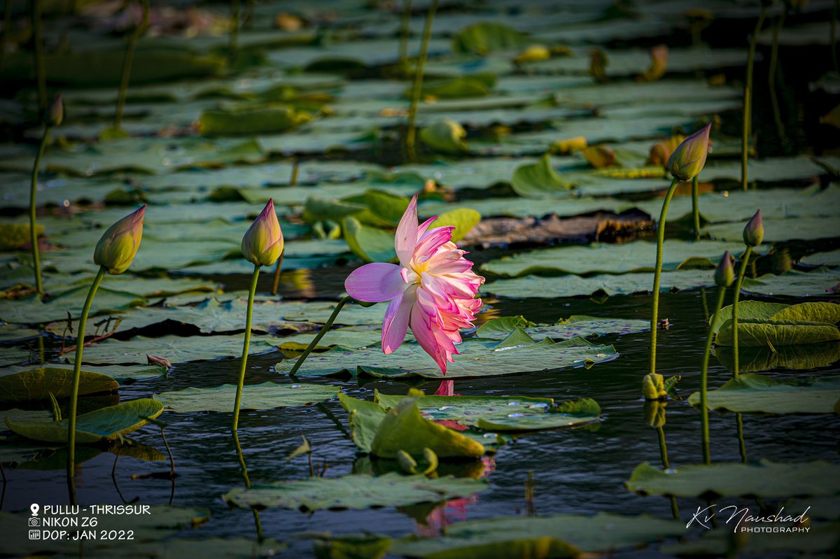 kvnaushad's tweet photo. LOTUS FARM
#NikonZ6
#Pullu #Thrissur
DOP : Jan 2022
https://t.co/bbMP6udJjF https://t.co/ae9G16MTSg