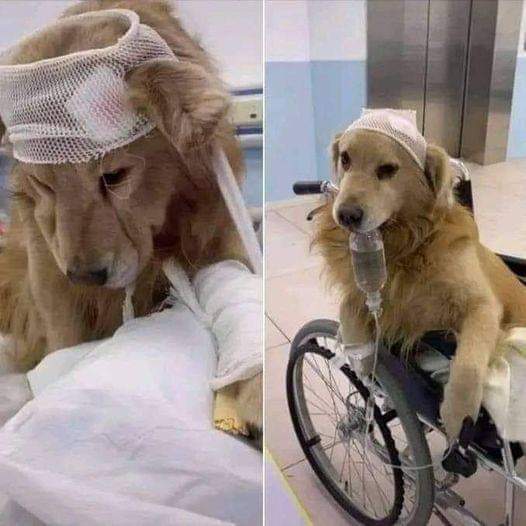 thehappydog_'s tweet photo. Our dog is very sick 🥺 Our heart is broken 🥺😔 He needs your prayers 🙏❤ Leave him prayers please 🙏❤ https://t.co/7yxE0I4C4X