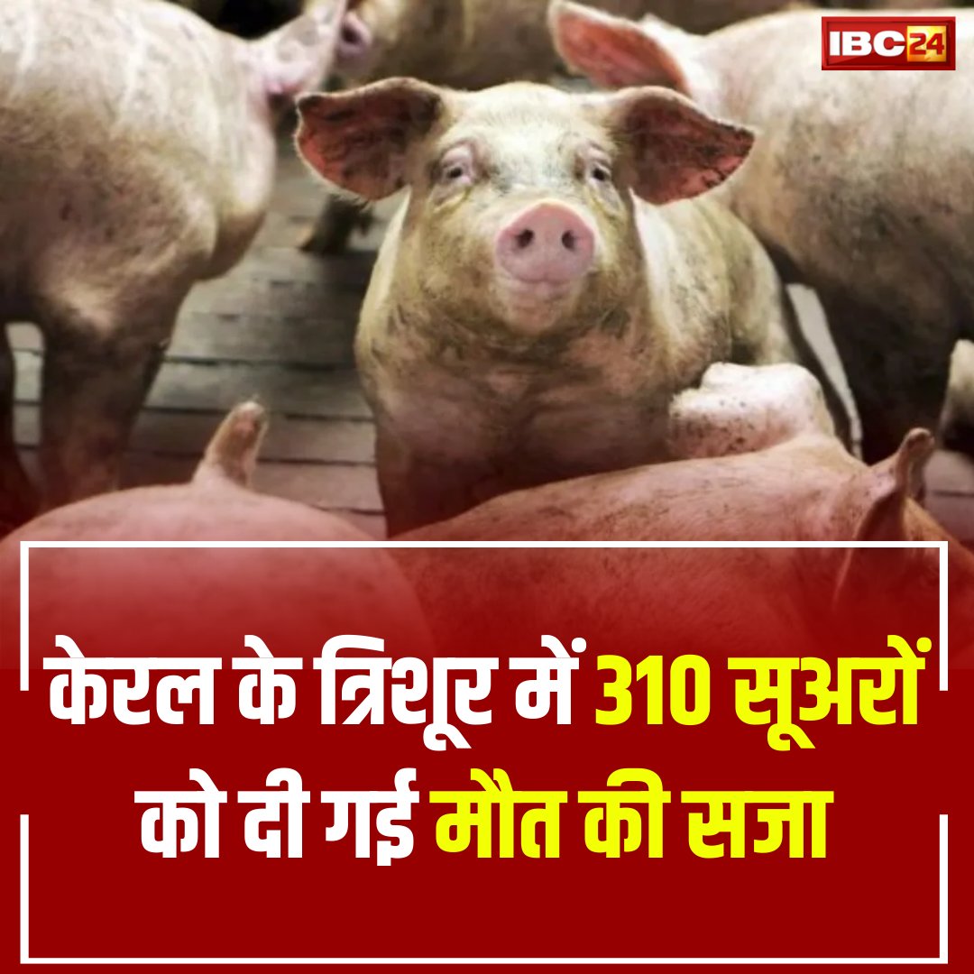 IBC24News's tweet photo. ▶अफ्रीकी स्वाइन फीवर के प्रकोप के बाद केरल के त्रिशूर में करीब 310 सूअरों को मार दिया गया है.
▶इस प्रकोप का पता मदक्कथरन पंचायत में चला जिसके बाद राज्य के पशुपालन विभाग ने तुरंत कार्रवाई की.
#Pigs #PigsDeath #PigsKilled #AfricanSwineFever #SwineFever #ASF #Kerala #AfricanSwineFlu #HindiNews