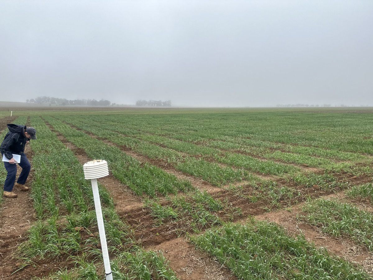 rebetzke_0's tweet photo. SA frost genetics site at Farrell Flat looking a treat owing to excellent SARDI irrigation management in a decile 1 autumn (lowest rainfall on record for YTD) Great experiment delivering frost wheat genetic knowledge to growers @theGRDC @PIRSA @CSIRO #comparethepair @MidNorthHRZ https://t.co/V1ZwZmgTMy