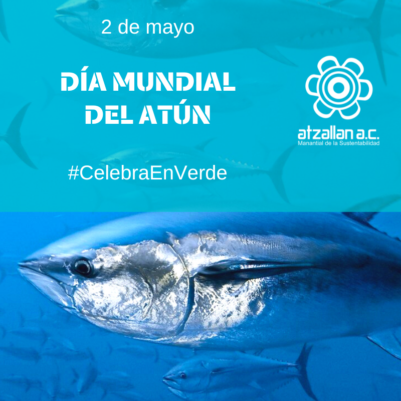 El #DiaMundialDelAtún, 2 de mayo, destaca la importancia de la gestión sostenible en la pesca de esta especie, amenazados ante el exceso de demanda.
#CelebraEnVerde #Atun #AtzallanAlDía 🛥🐟🌏🌊🥗
✅ Para saber más: atzallan.org/atun/