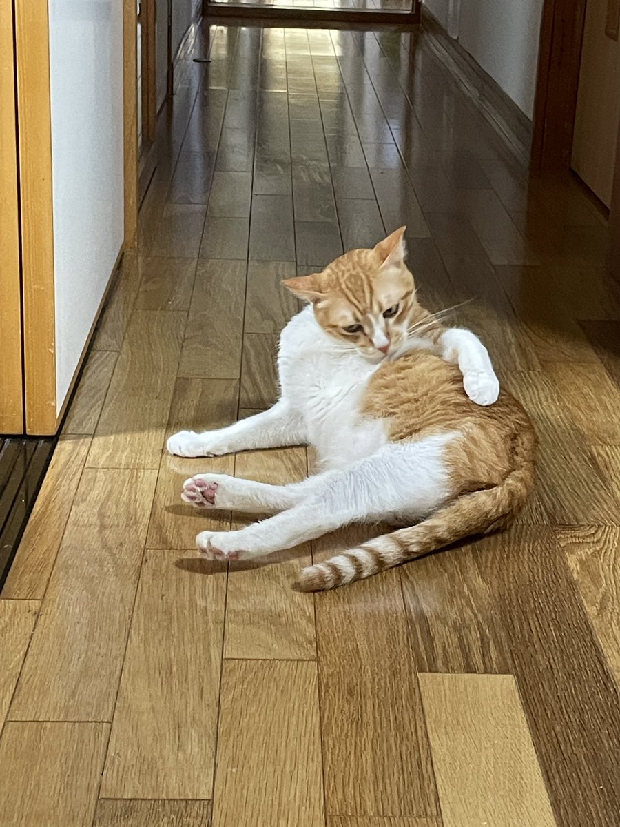 Hiiponoki's tweet photo. 体やわらかレオくん🐈 https://t.co/lmKRPwGOST