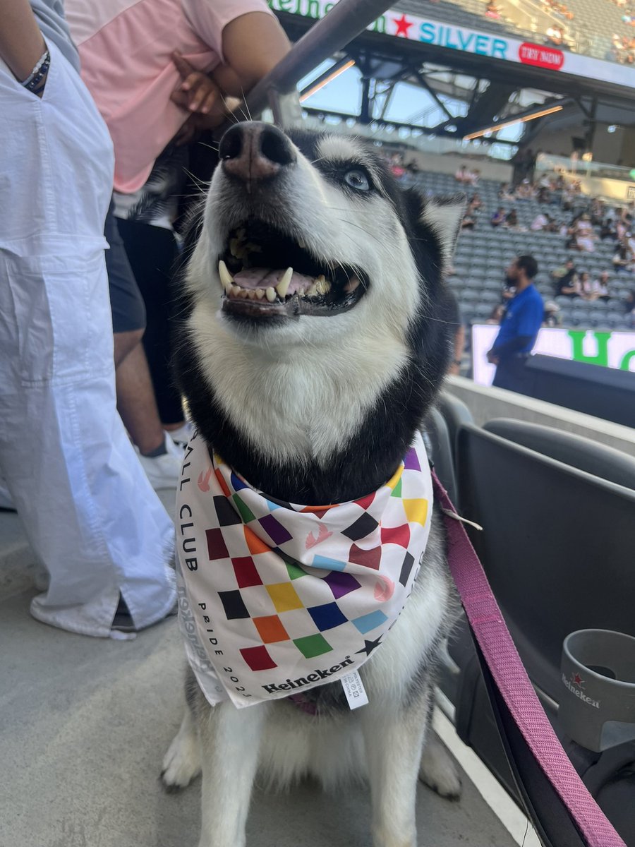 Mia has been to about 5 <a href="/NWSL/">National Women’s Soccer League</a> games / stadiums supporting not only <a href="/chicagoredstars/">Stars FC</a> but also our fav players <a href="/dannycolaprico/">Danielle Colaprico</a> <a href="/sarahlgorden/">Sarah Gorden</a> <a href="/AlyssaNaeher/">Alyssa Naeher</a> <a href="/CaseyKrueger/">Casey Krueger</a> from <a href="/SeatGeekStadium/">SeatGeek Stadium</a> <a href="/BMOStadium/">BMO Stadium</a> <a href="/ProvidencePark_/">Providence Park PDX</a> <a href="/SnapdragonStdm/">Snapdragon Stadium</a> <a href="/WMSPcary/">WakeMed Soccer Park</a> where to next ? #NWSLhusky