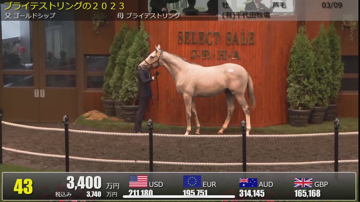 セレクトセール2024 1歳馬ゴールドシップ産駒 上場番号43ブライテスト