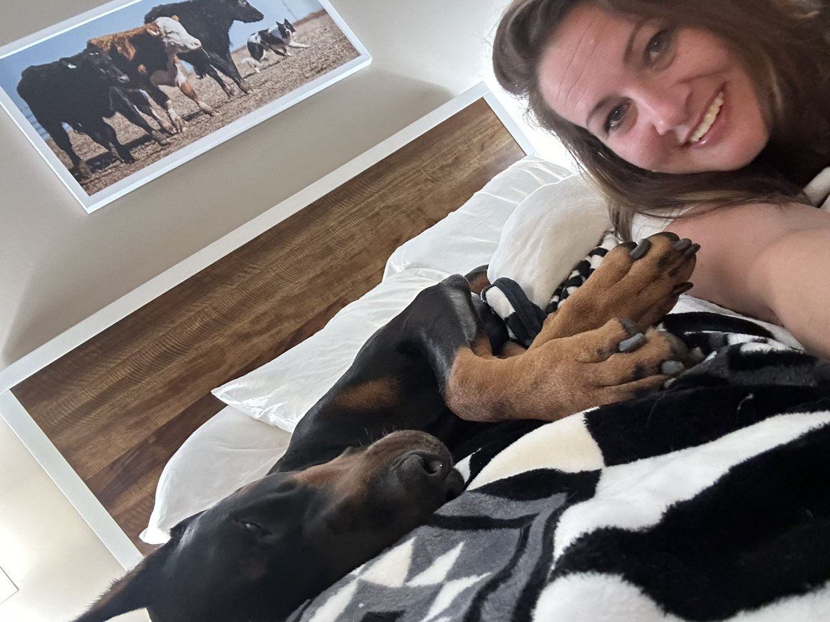 Premier Dobermans tweet media