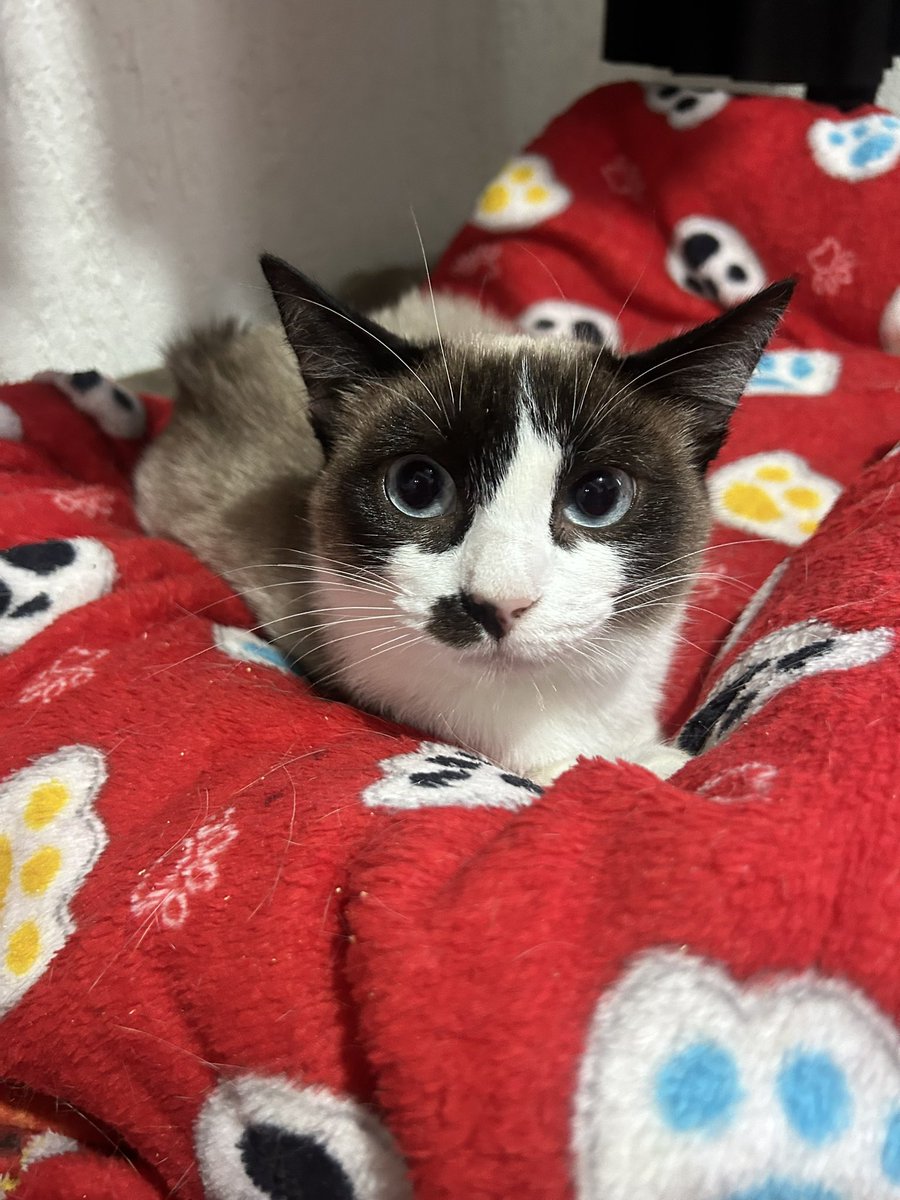 letmelivs's tweet image. Gente como que pode ninguém quis adotar essa nenê na feira 😭😭😭 Charlote tem 8 meses castrada fiv e felv negativo 😭😭😭😭 São Paulo-sp ou abc ajudem a compartilhar ela tá sozinha todo mundo foi adotado
