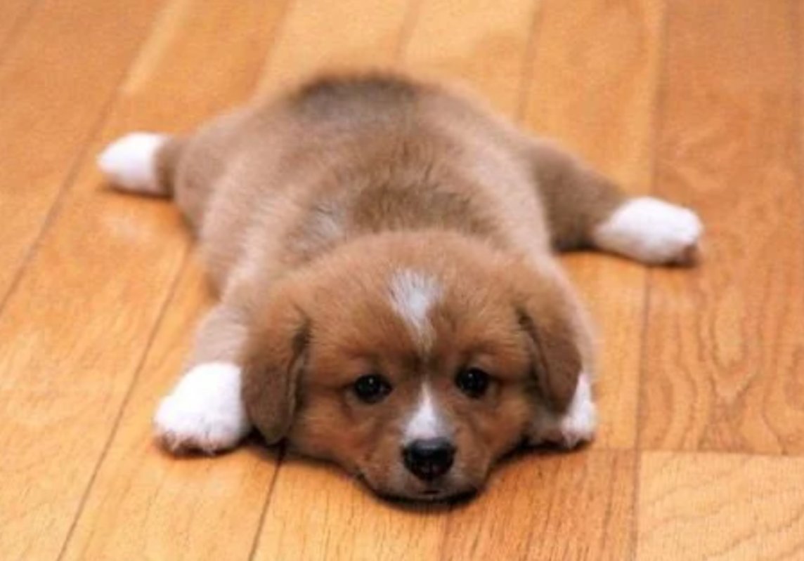 forthspark's tweet image. Vet too expensive? Take your #pet to veterinary colleges for discounted prices on routine checkups, vaccinations, neutering and small procedures. Find vet colleges here: avma.org/education/cent…   #Petcare #Frugal #AnimalHealth