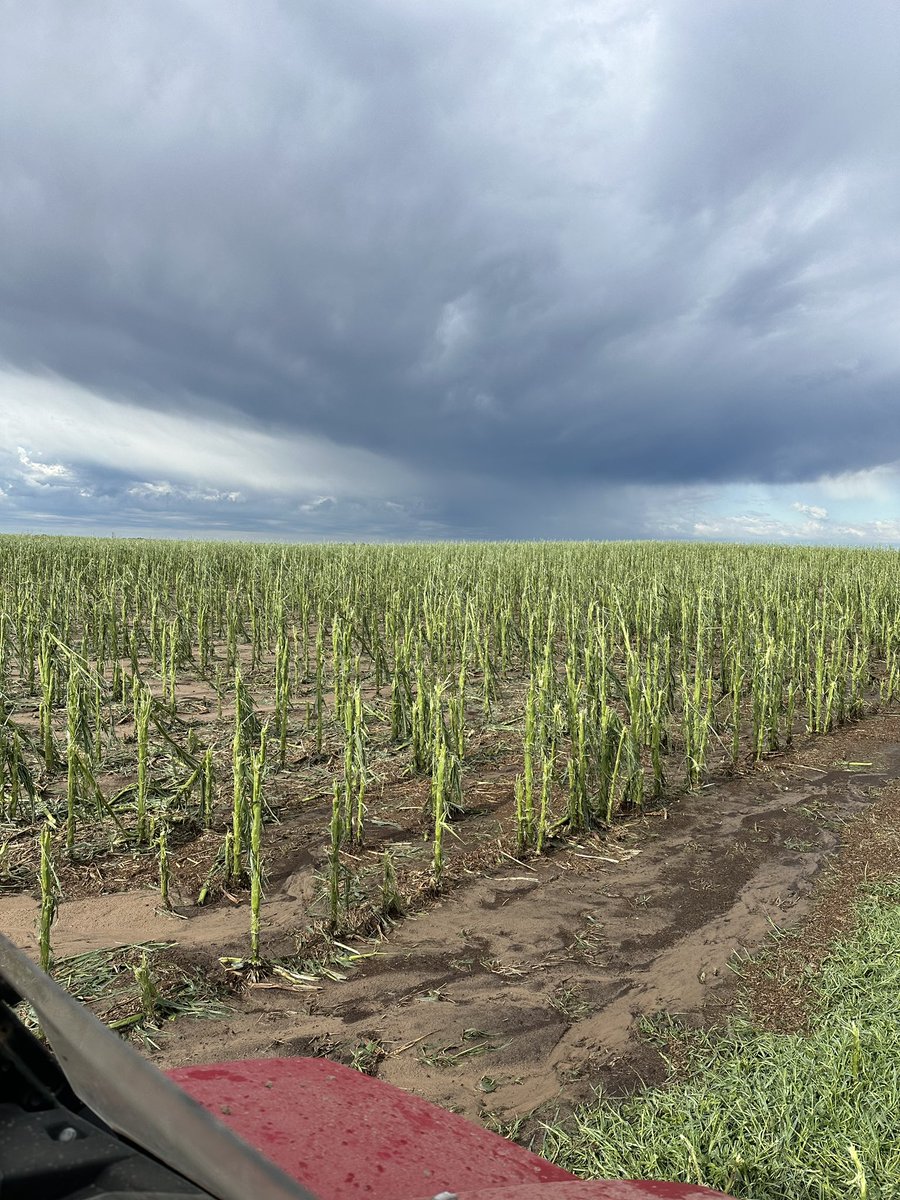 Took a direct hit from 2 massive hail storms last night here in Gray County on our farm and many others. Had some beautiful crops get wiped out along with a lot of other damage including several flipped sprinklers.  Over 5” of rain…. #kswx