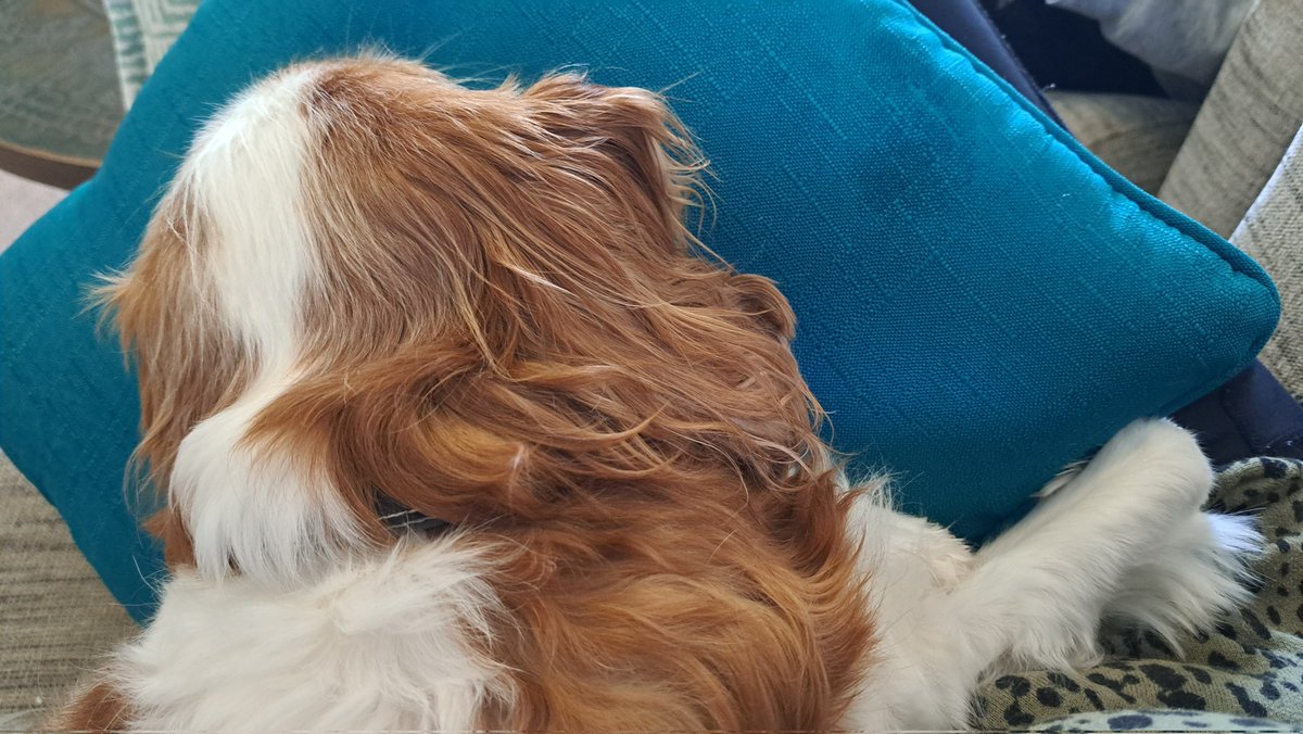 trishakmac's tweet photo. School holidays means Alf is happy. Haven't told him that it will involve some lap dog vs laptop moments, but for now it's lap dog time. #dogsofDoE #cavalierkingcharlesspaniel #cavlife https://t.co/ISJ1YjVfQM