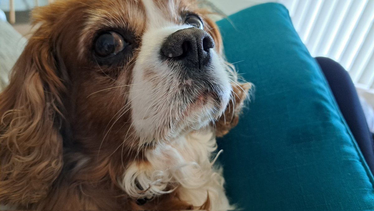 trishakmac's tweet photo. School holidays means Alf is happy. Haven't told him that it will involve some lap dog vs laptop moments, but for now it's lap dog time. #dogsofDoE #cavalierkingcharlesspaniel #cavlife https://t.co/ISJ1YjVfQM