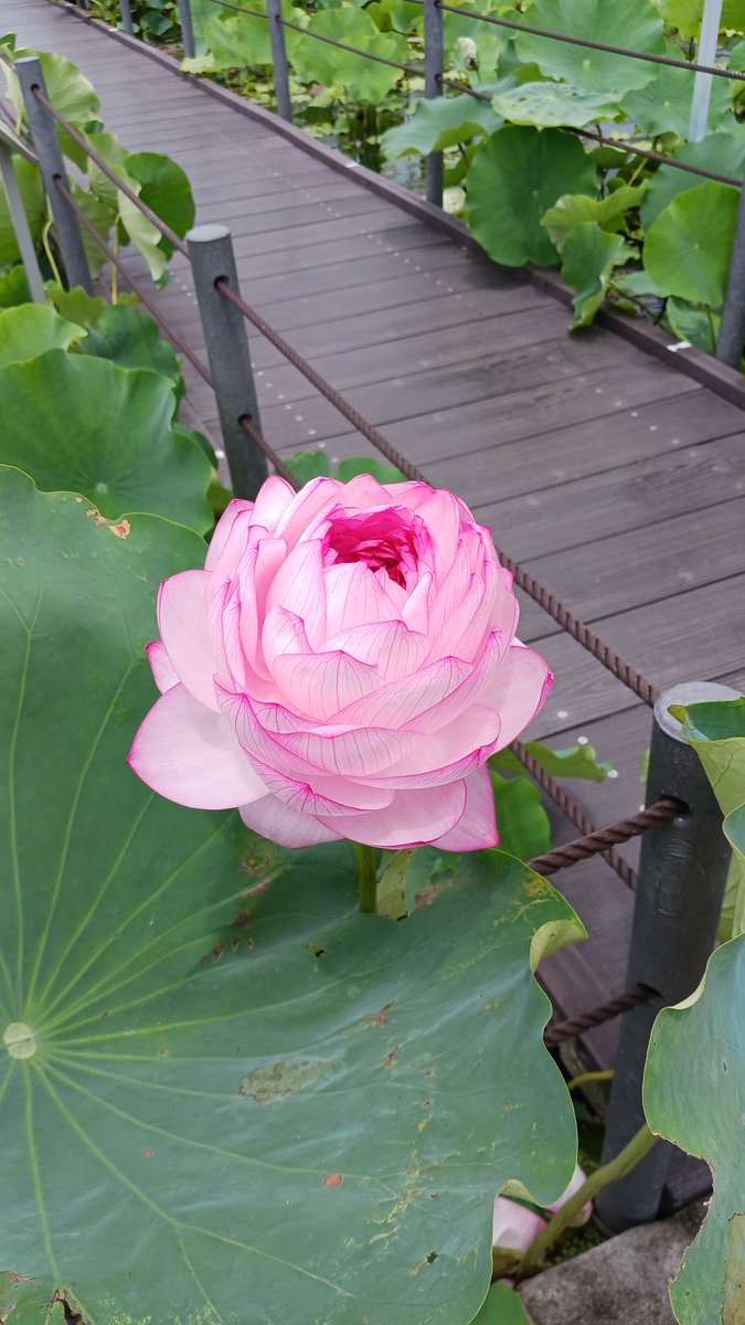 g_kodaihasu's tweet photo. 本日、世界の蓮園の「千弁蓮」をスタッフの手で開花させました。
「千弁蓮」は花弁の枚数が1,000枚を超えるといわれ、きれいに開花するには、人の手で花弁を開いてあげる手助けが必要な蓮です。
開花したまま閉じませんので、ご来園の際はぜひ珍しい蓮をお楽しみください。
#行田 #古代蓮の里 #千弁蓮 https://t.co/p8dXDnmVKp