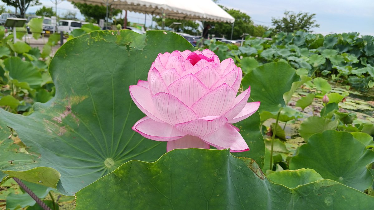 g_kodaihasu's tweet photo. 本日、世界の蓮園の「千弁蓮」をスタッフの手で開花させました。
「千弁蓮」は花弁の枚数が1,000枚を超えるといわれ、きれいに開花するには、人の手で花弁を開いてあげる手助けが必要な蓮です。
開花したまま閉じませんので、ご来園の際はぜひ珍しい蓮をお楽しみください。
#行田 #古代蓮の里 #千弁蓮 https://t.co/p8dXDnmVKp