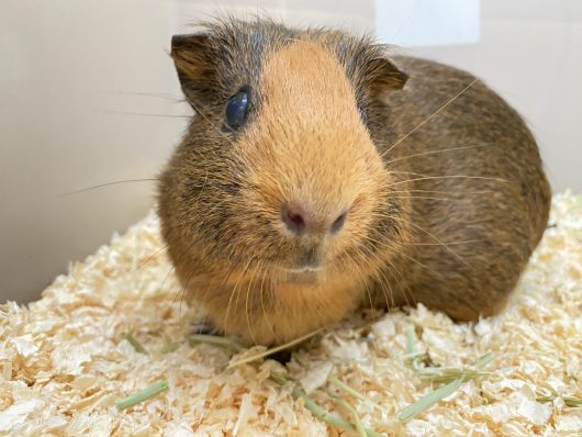 【記事紹介✎】モルモットの加齢
モルモットと過ごしていると、いずれかは訪れるシニア期。

どんな変化が出てくるか想像がつきますか👀？

この記事ではモルモットが加齢とともにどんな変化が生じるのか、そしてどうサポートできるのか紹介しております😊

記事はこちら▼
yeaster-cafe.net/guineapig/abou…