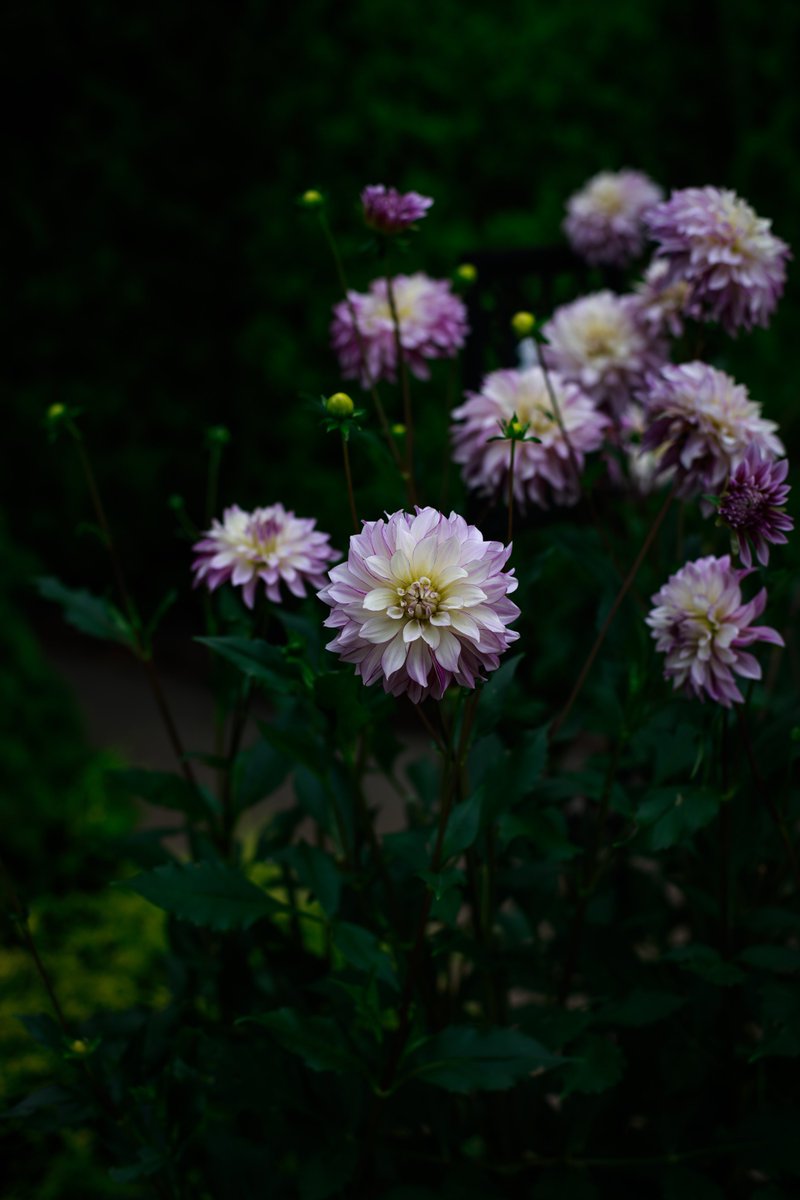 nero63280304's tweet image. ラ・カスタ　
ヒーリングガーデンへ🪴✨

癒されました☺️♬

#LaCASTA 
#ラカスタヒーリングガーデン 
#写真が好きな人と繋がりたい 
#photooftheday 
#FLOWERGARDEN 
#flower