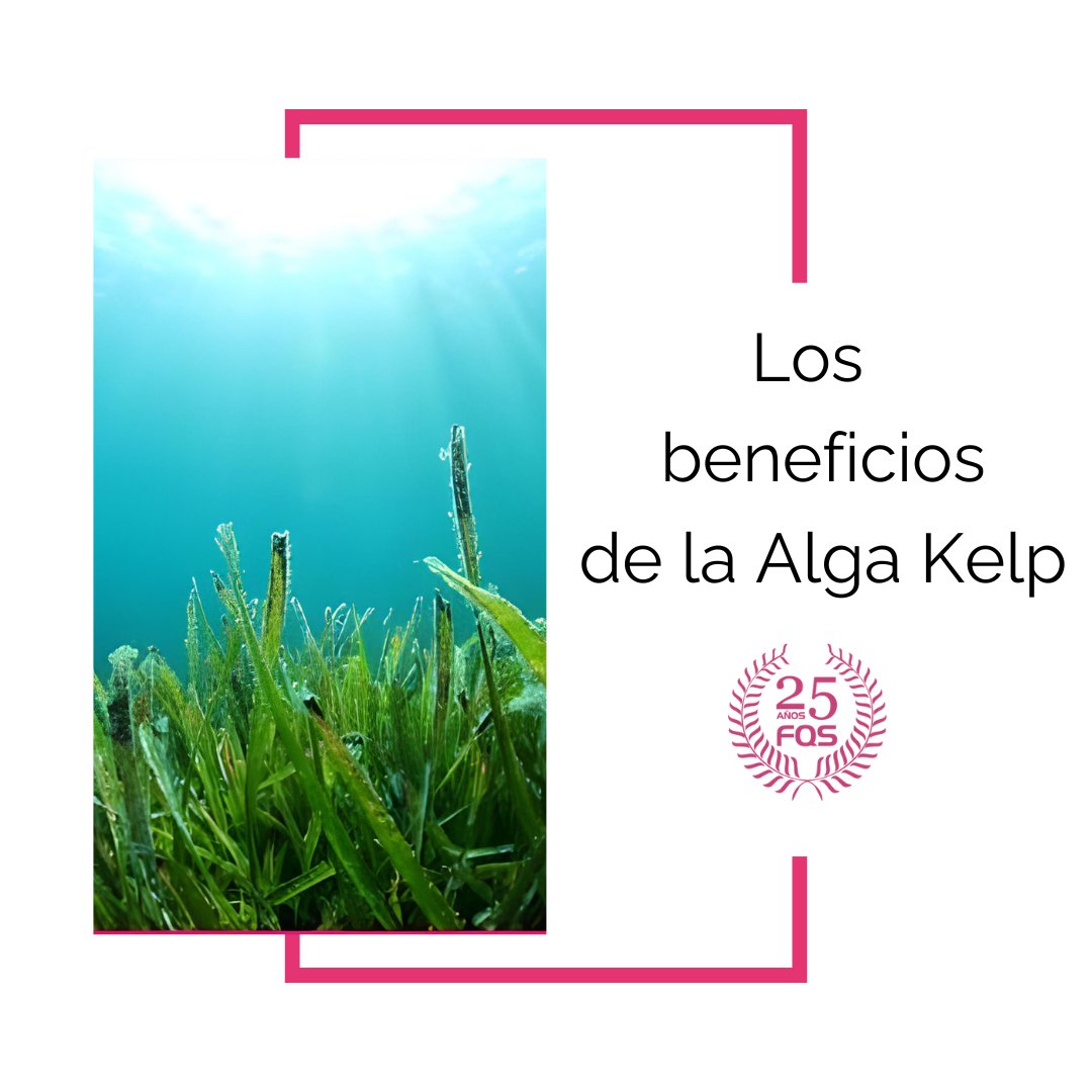 Desde las profundidades de la Patagonia, el Alga Kelp ofrece una variedad de ventajas para la salud:

1⃣ Revitaliza y Nutre la Piel
2⃣ Tratamiento del Acné
3⃣ Fortalece Uñas y Cabello:  💅

🌐 Explore toda la información en nuestra monografía ➡️ farmaquimicasur.com/alga-kelp-bene…