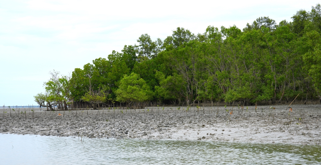 CSCECASIAPACIFC's tweet image. Our team from China-Thailand High-Speed Railway Project volunteered in the mangrove forest natural reserve in Samut Songkhram. We worked together to plant saplings along the mud bank. Let&apos;s take actions to protect the environment and promote biodiversity!