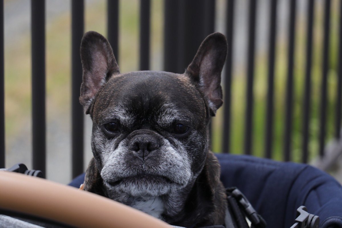 Misya28's tweet image. みなしゃん　お久しぶりです。
ぼくは元気だよ୧⃛(๑⃙⃘⁼̴̀꒳⁼̴́๑⃙⃘)୨⃛