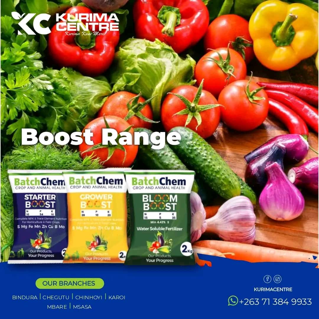 BatchChem Boost Range is now available for purchase from Kurima Centre

Don't delay, purchase today!

📞 Chat with us on WhatsApp: wa.me/263719566612
📍 31 South Avenue/Second street Harare: Shop Number 3, IHK Mall labeled Wakulima right opposite NATIONAL