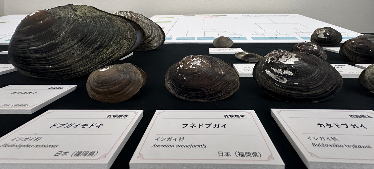日本産イシガイ目二枚貝類全種の殻の乾燥標本／ 開催中の「#標本展」で