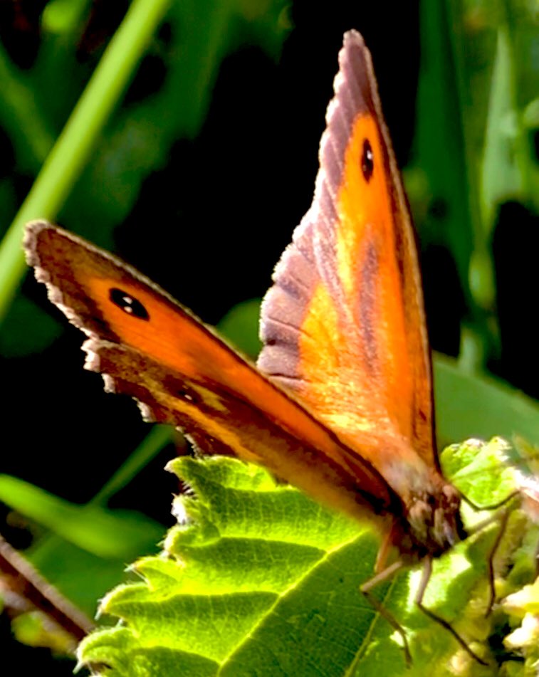2AimeePhillips's tweet photo. Good morning Beautiful People🥰
Wonderful Monday to you all, have a beautiful day and share those amazing smiles.
What simple things make you happy, today?

 #naturewalk  #StormHour @ThePhotoHour #Bees🐝 #Trees 🌳 #wildflowers #butterfly 🦋 #wildlife #Breathe #Thanks #Happiness https://t.co/lmwn4UB0ae