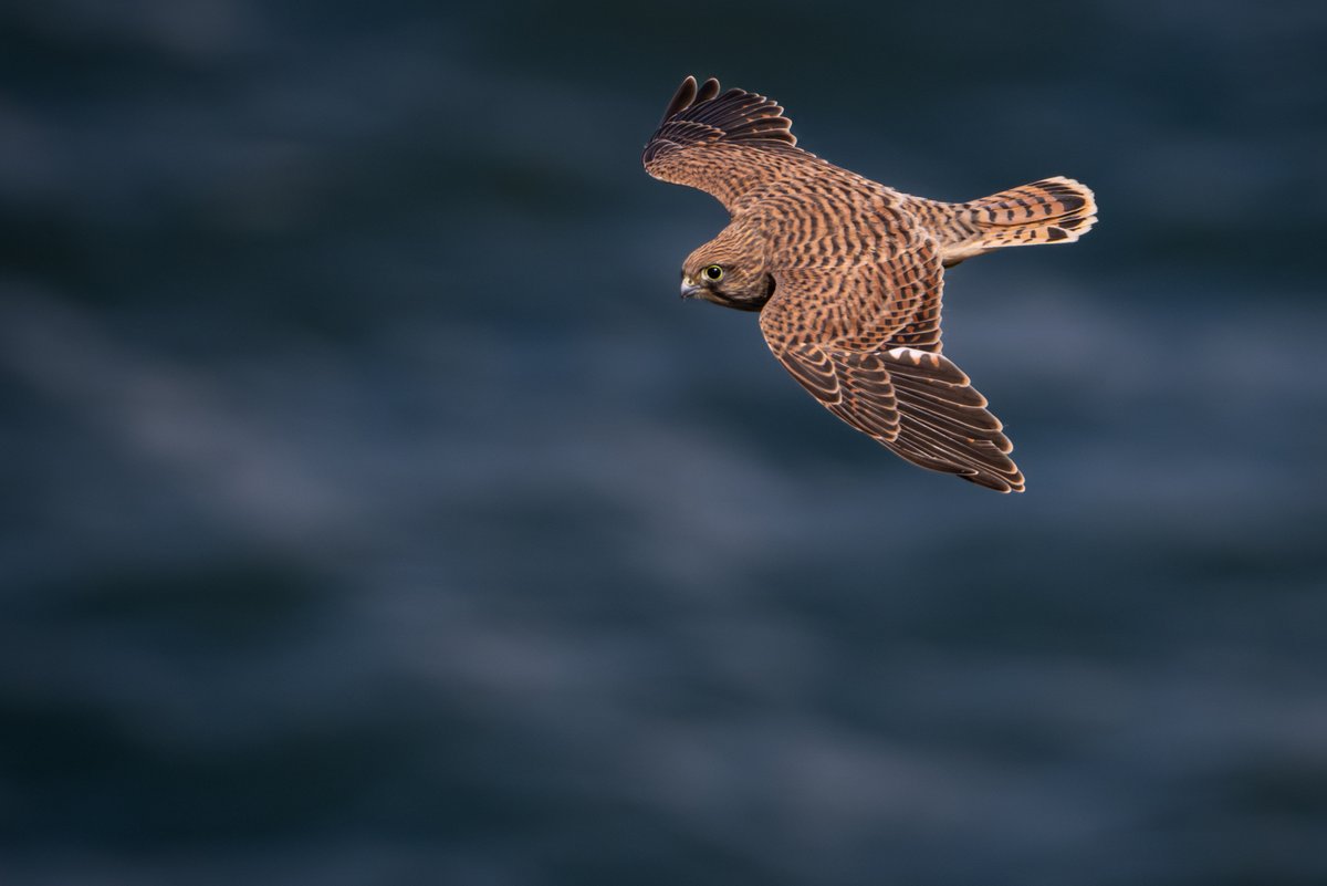 david_gange's tweet image. I love how the richness of summer shores &amp;amp; seas makes seabirds of falcons, owls, &amp;amp; kites. There&apos;s nothing quite like kayak journeys accompanied by raptors.