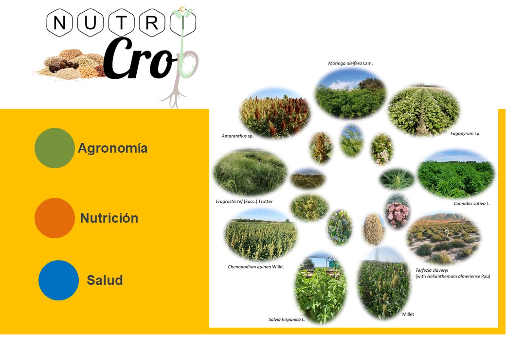 Cultivos Emergentes (@nutricropspain) on Twitter photo 🤪About us....
👉Financing and Coordination
👉 Groups
👉 Private sector and colaborations
👉 Thematic areas and crops
<a href="/ITACYL/">Innovación agroalimentaria - JCyL</a> <a href="/PROCEREALtech/">PROCEREALtech</a> <a href="/CEBAS_CSIC/">CEBAS-CSIC</a> <a href="/IAS_CSIC/">IAS-CSIC</a> <a href="/irtacat/">IRTA</a> <a href="/CienciasUAM/">Facultad de Ciencias</a> <a href="/CICYTEX/">CICYTEX</a> <a href="/ValAnSe_food/">VALANSE Food</a> <a href="/UMU/">Universidad Murcia</a> <a href="/institutograsa/">Instituto de la Grasa-CSIC</a> @ImdeaAlimenta <a href="/unisevilla/">Universidad de Sevilla</a> <a href="/AgrotechUPC/">AgrotechUPC</a> 🤪About us....
👉Financing and Coordination
👉 Groups
👉 Private sector and colaborations
👉 Thematic areas and crops
<a href="/ITACYL/">Innovación agroalimentaria - JCyL</a> <a href="/PROCEREALtech/">PROCEREALtech</a> <a href="/CEBAS_CSIC/">CEBAS-CSIC</a> <a href="/IAS_CSIC/">IAS-CSIC</a> <a href="/irtacat/">IRTA</a> <a href="/CienciasUAM/">Facultad de Ciencias</a> <a href="/CICYTEX/">CICYTEX</a> <a href="/ValAnSe_food/">VALANSE Food</a> <a href="/UMU/">Universidad Murcia</a> <a href="/institutograsa/">Instituto de la Grasa-CSIC</a> @ImdeaAlimenta <a href="/unisevilla/">Universidad de Sevilla</a> <a href="/AgrotechUPC/">AgrotechUPC</a>