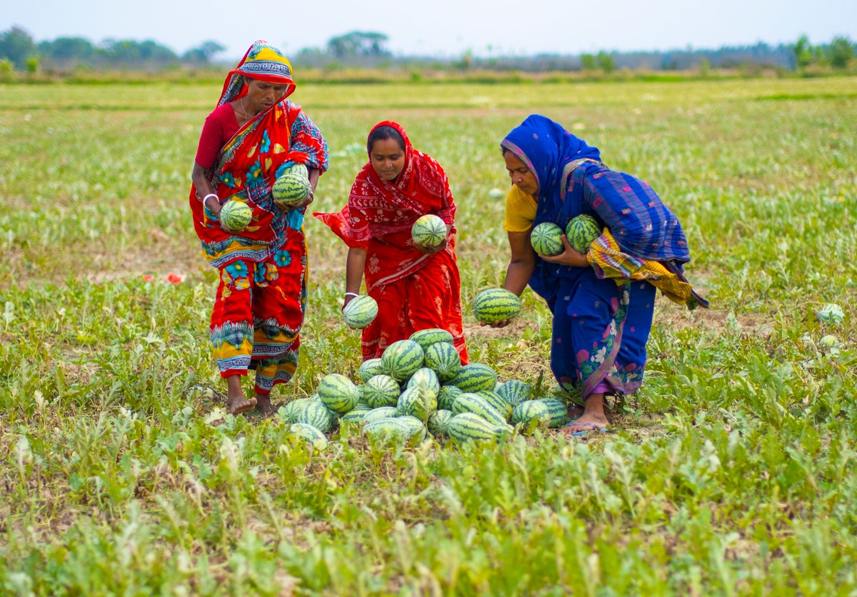 UNDP_BD's tweet photo. 🌾Restored irrigation canals bring prosperity back to the #CycloneAila affected region of coastal #Khulna! Thru @UNDP's #LoGIC proj in 🤝w/ @UNCDF & GoB 🇧🇩, supported by #PartnersAtCore @EUinBangladesh 🇪🇺, @SwedeninBD 🇸🇪 , & @DKAmbBD 🇩🇰 women in the community are leading the way to bountiful yields.
Read more 🔗👉https://t.co/3NbVn1l599