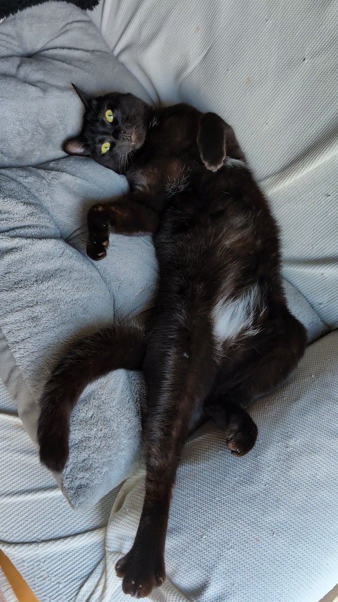 保護黒猫 ロコちゃん tweet media