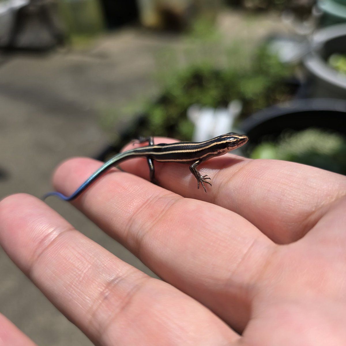 メダカのバケツに落ちてたトカゲすくい上げたら、腕登ってきて髪の毛の中に入っていった🤣ムレムレやのにw
 #ニホントカゲ