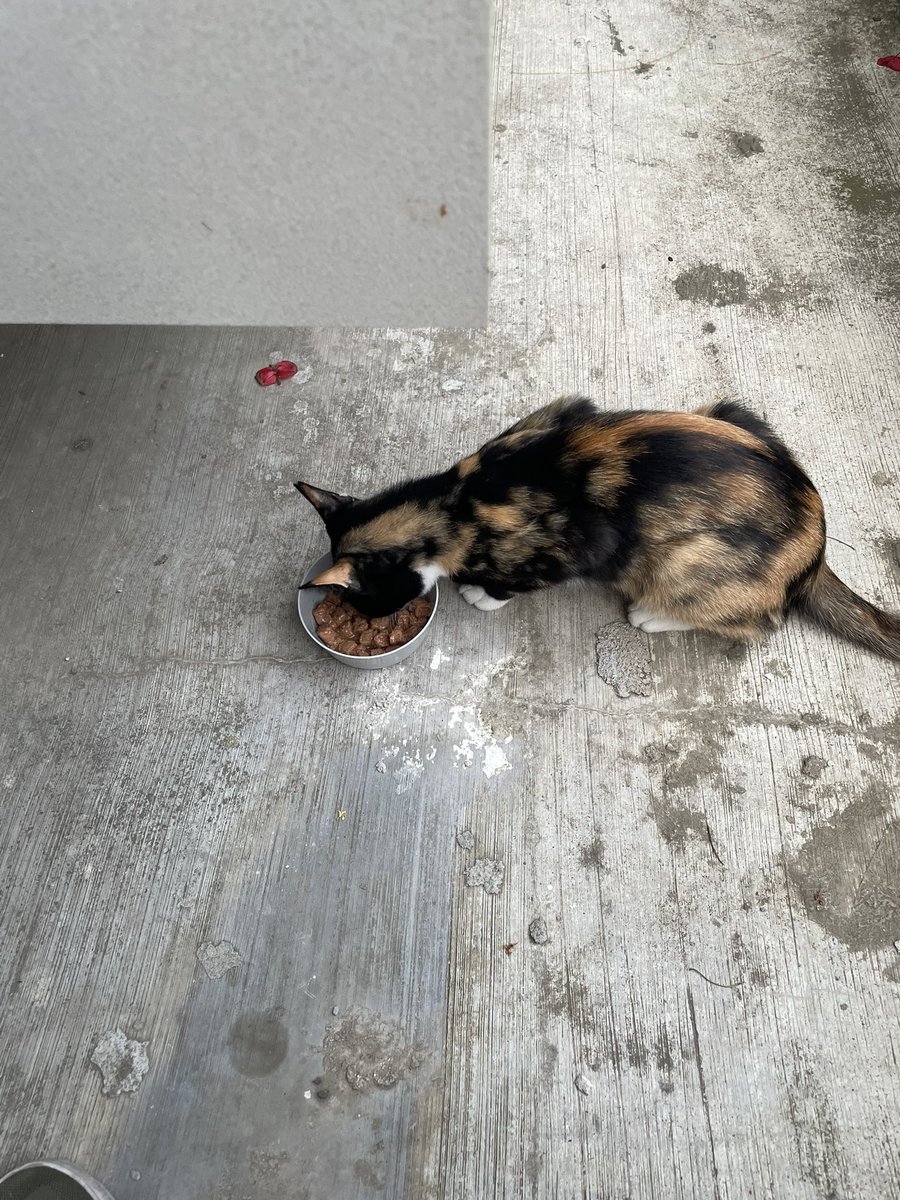 DAXdB's tweet image. #lunedì #randagi Tricky🐈
