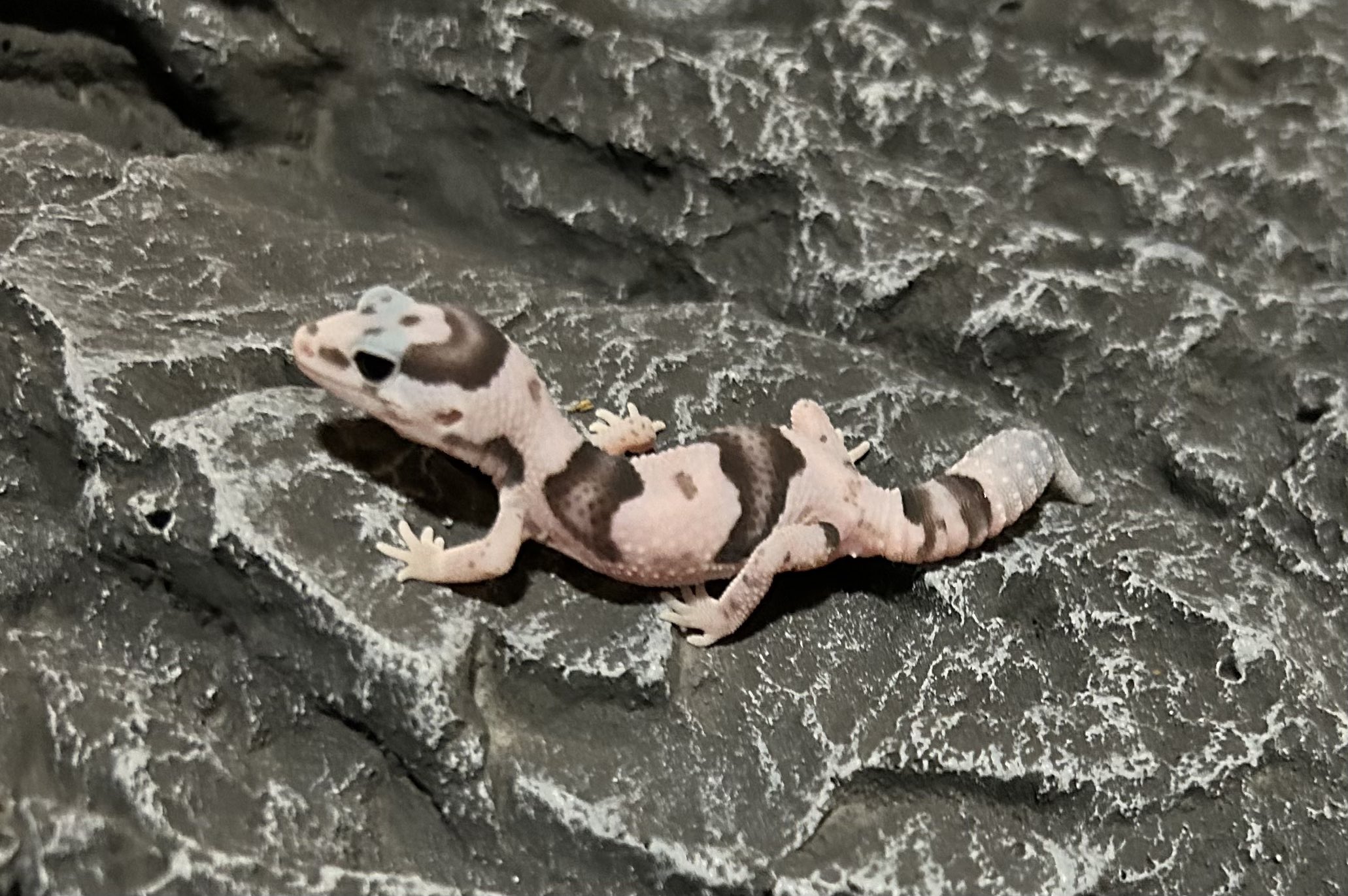 🦎Noir reptiles🦎10/5はちゅレプ新潟、10/18.19BIGレプ出店 on