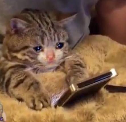 Todo México al ver que el Rey grupero se fue de Master Chef 🧑‍🍳😭

 #MasterChefCelebrity
#MasterChefCelebrityMx