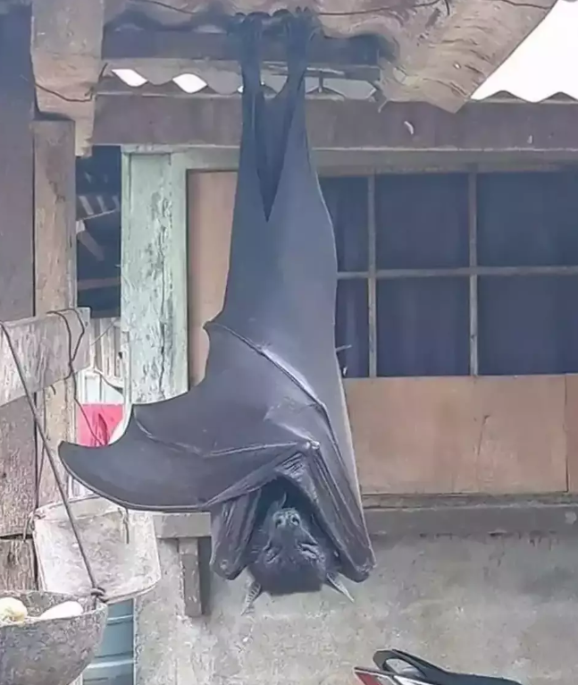 Man walks into his garage in the Philippines and sees a monster bat hanging upside down.  #TheStuffOfNightmares  Do you wake it up?  #wtf