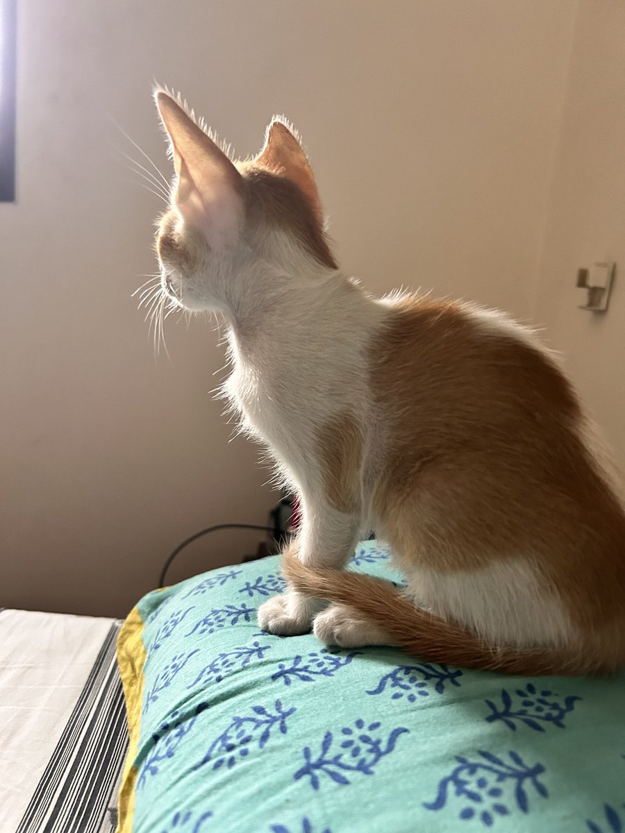 ashna_bee's tweet photo. Taking to twitter to help find a home for the absolute sweetest little kitten I found in the rain. 

He’s healthy, playful and really loves cuddles. Dewormed and vaccinated. 

In Andheri(W), Mumbai. 

Please RT and help him out! https://t.co/xf0miIL94n