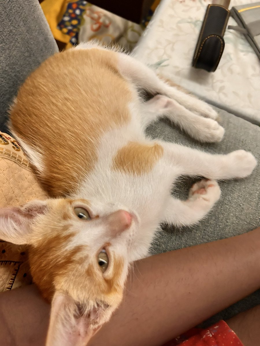 ashna_bee's tweet photo. Taking to twitter to help find a home for the absolute sweetest little kitten I found in the rain. 

He’s healthy, playful and really loves cuddles. Dewormed and vaccinated. 

In Andheri(W), Mumbai. 

Please RT and help him out! https://t.co/xf0miIL94n